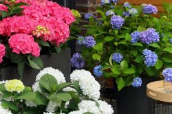 Hydrangea Macrophylla